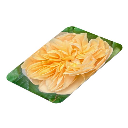 Yellow Rose Magnet (Côté Gauche)