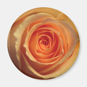 Yellow Rose Magnet Magneet