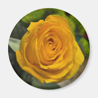 Yellow Rose Magnet Magneet