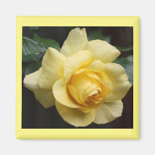 Yellow Rose Magnet Magneet
