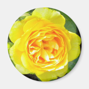 Yellow Rose Magnet Magneet