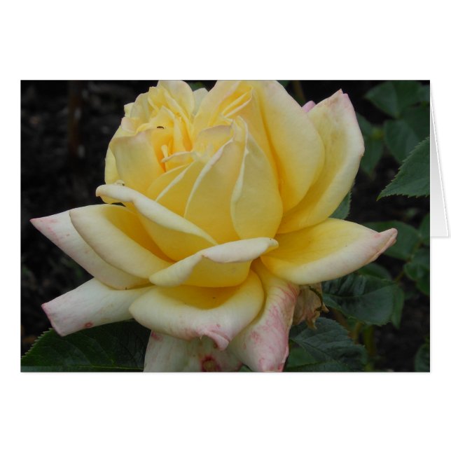 Yellow Rose, Noord-Ierland (Voorkant Horizontaal)
