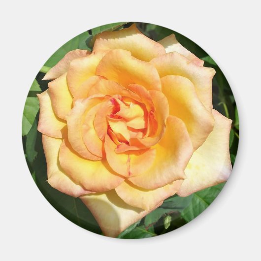 Yellow Rose Photo Round Magnet Magneet (Voorkant)