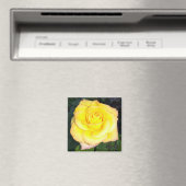 Yellow Rose Photo Square Magnet Magneet (Insitu (Vaatwasser))