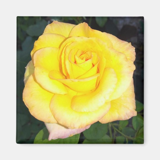Yellow Rose Photo Square Magnet Magneet (Voorkant)