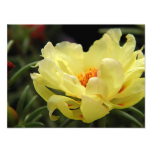 Yellow Rose Photography Foto Afdruk