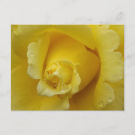 Yellow Rose Plstcard Briefkaart