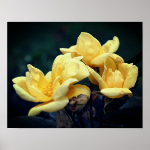 Yellow Rose Trio Poster