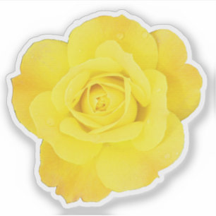 Yellow Rose Vriendschap Dag Vrienden Bruiloften Fl Sticker