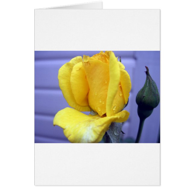 Yellow Rosebud (Voorkant)