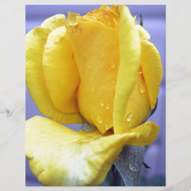 Yellow Rosebud (Voorkant)