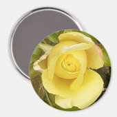 Yellow Rosebud Magnet Magneet (Voorkant / Achterkant)