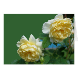 Yellow Roses Flower Photography Card