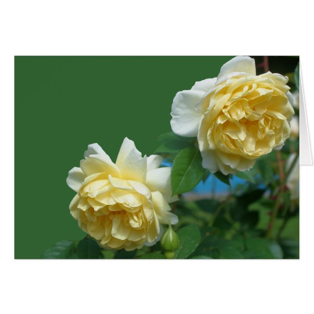 Yellow Roses Flower Photography Card (Voorkant Horizontaal)