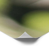 Yellow Rudbeckia Flower Poster (Hoek)