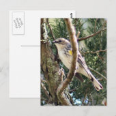 Yellow Rumped Warbler Photo Briefkaart (Voorkant / Achterkant)