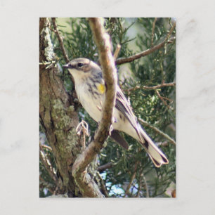 Yellow Rumped Warbler Photo Briefkaart