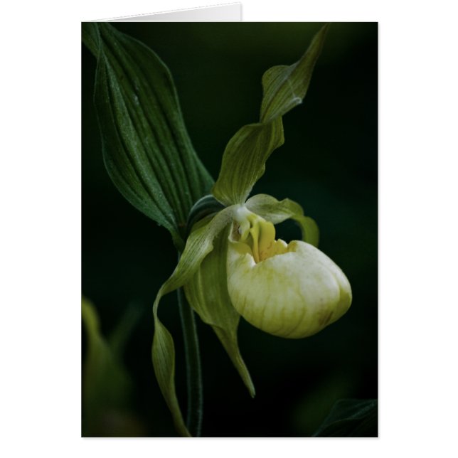 Yellow Slipper Kaart (Voorkant)