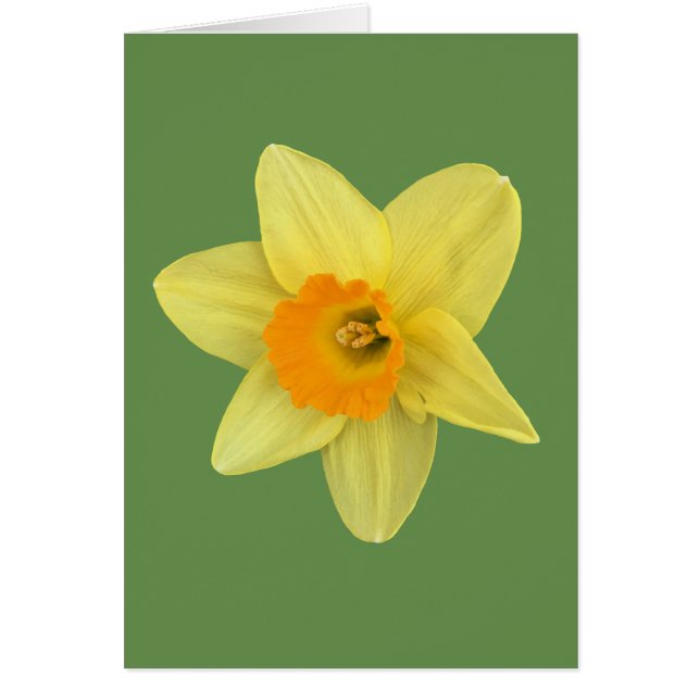 Yellow Spring Daffodil (Voorkant)