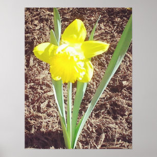 Yellow Spring Daffodil fotografie Poster
