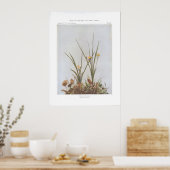 Yellow Star Grass - Hypoxis hirsuta Poster (Keuken)