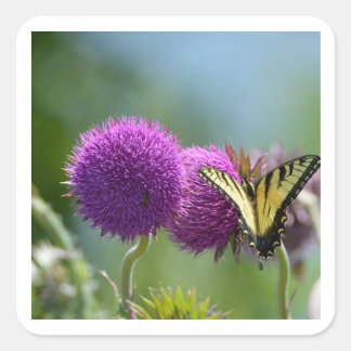 Yellow Swallow Tail vlinder Vierkante Sticker