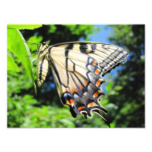 Yellow Swallowtail ~ Foto Afdruk
