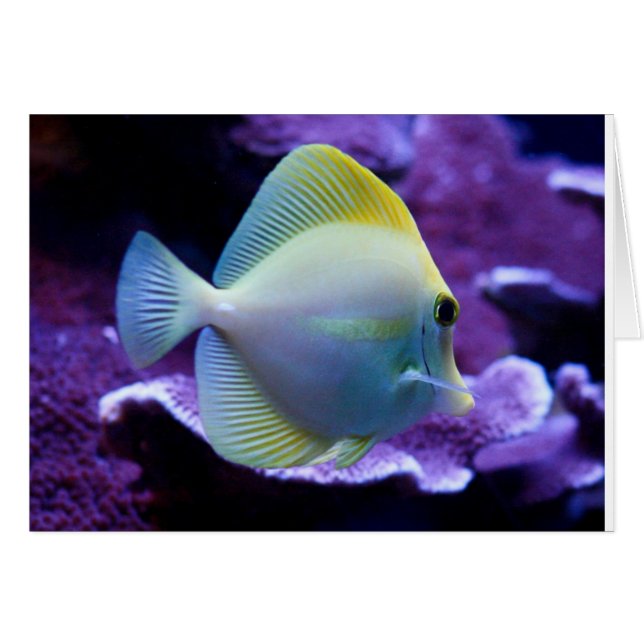 Yellow Tang (Voorkant Horizontaal)