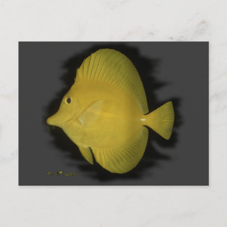 Yellow Tang - eenzaamheid Briefkaart