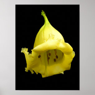 Yellow Tropical Blossom Poster