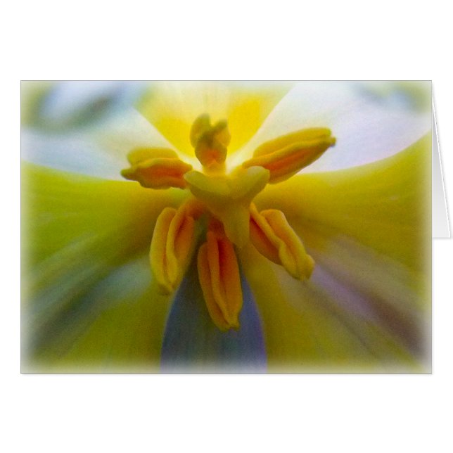 Yellow Tulip (Voorkant Horizontaal)