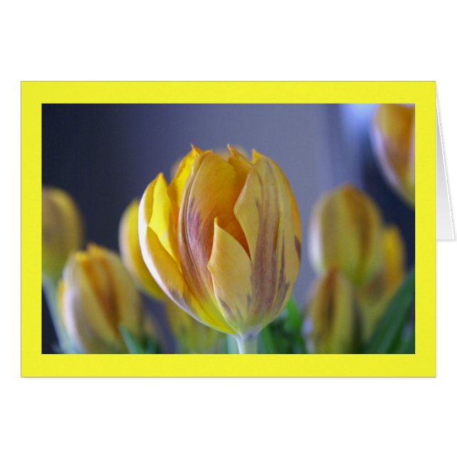 Yellow Tulip (Voorkant Horizontaal)