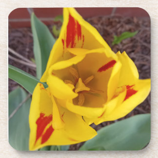 Yellow Tulip Coster Bier Onderzetter
