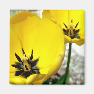 Yellow Tulip Magnet Magneet