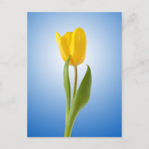 Yellow Tulip Minimal Floral Natuur Foto Poster Briefkaart