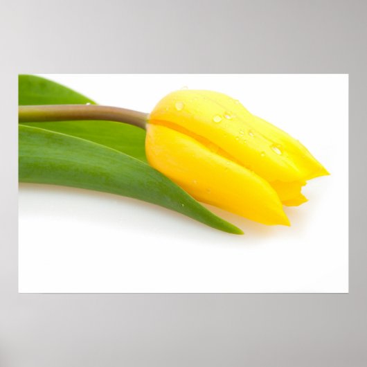 Yellow Tulip Poster (Voorkant)