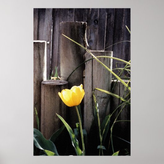 Yellow Tulip Poster (Voorkant)