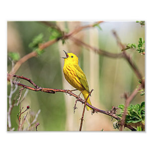 Yellow Warbler Singing Foto Afdruk