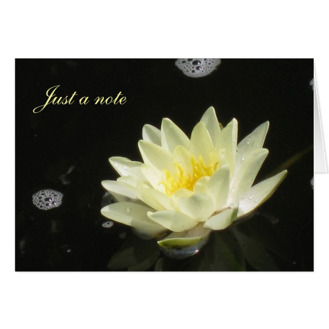 Yellow Water Lily (Voorkant Horizontaal)