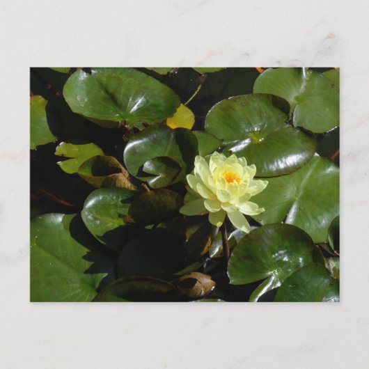 Yellow Water Lily Briefkaart (Voorkant)