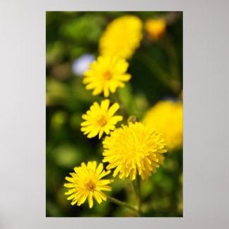 Yellow Wild Flower Photo Poster