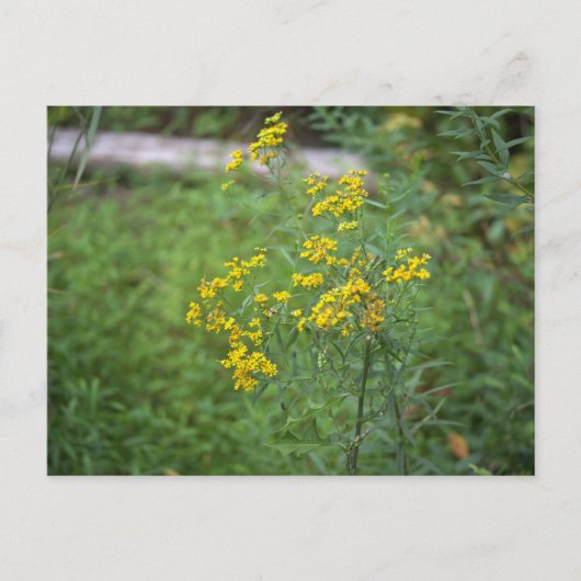 Yellow Wildflowers Briefkaart (Voorkant)