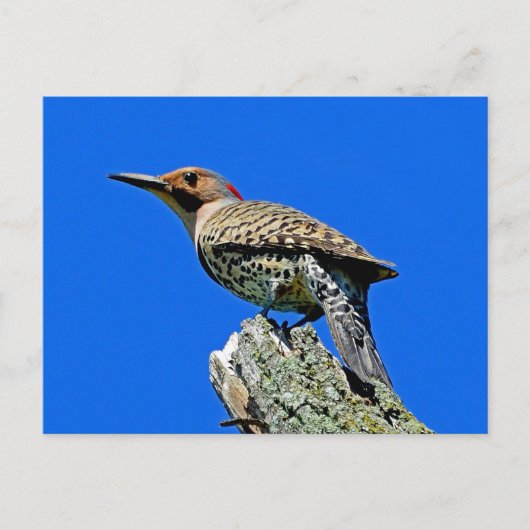 Yellowhammer Briefkaart (Voorkant)