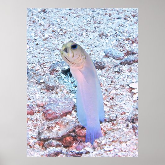 Yellowhead Jawfish met Mouthful Poster (Voorkant)