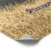 Yellowstone - affiche de l'American Bison (Coin)