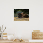 Yellowstone - Amerikaans Bison-poster Poster (Keuken)