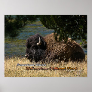 Yellowstone - Amerikaans Bison-poster Poster