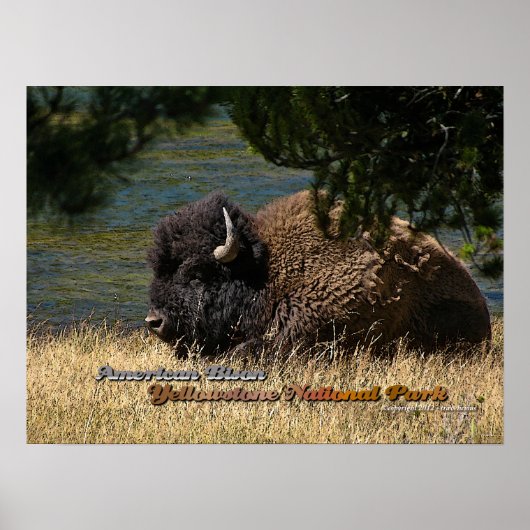 Yellowstone - Amerikaans Bison-poster Poster (Voorkant)