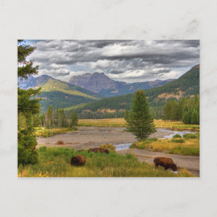 Yellowstone Bison Briefkaart