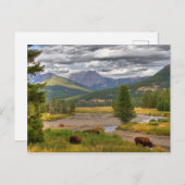 Yellowstone Bison Briefkaart (Voorkant / Achterkant)
